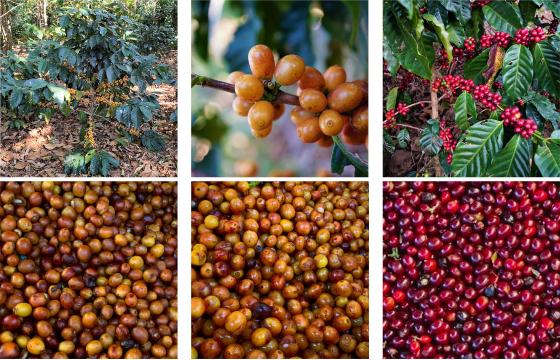 Mapa y variedades de café en Colombia